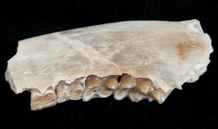 Oligocene Ruminant (Leptomeryx) Jaw Section #10568